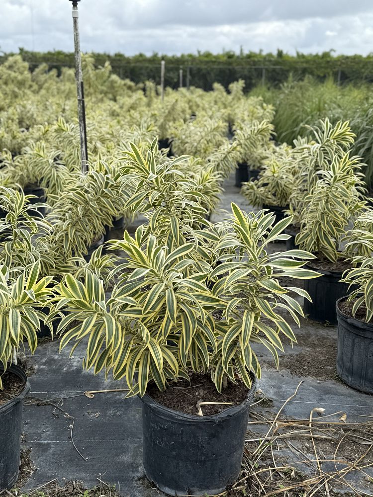 dracaena-reflexa-song-of-india-pleomele-dracaena-reflexa-variegata