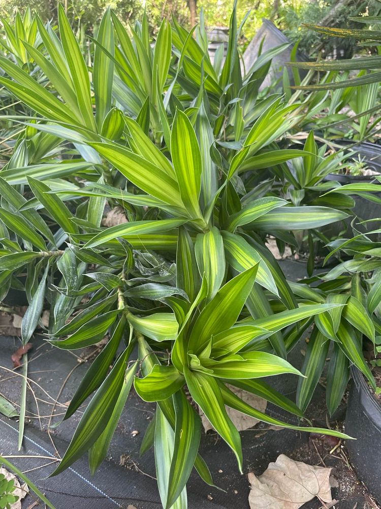 dracaena-reflexa-song-of-jamaica-pleomele