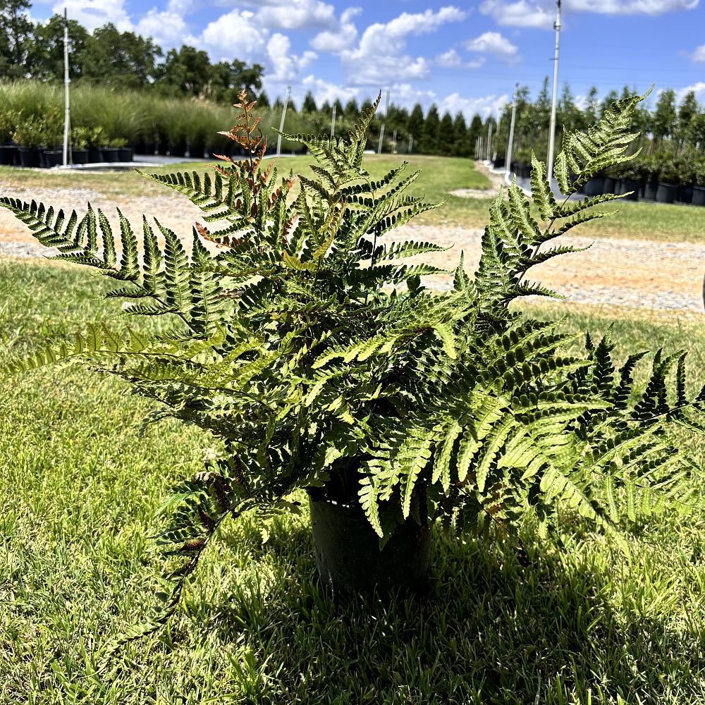 dryopteris-erythrosora-autumn-fern-japanese-wood-fern