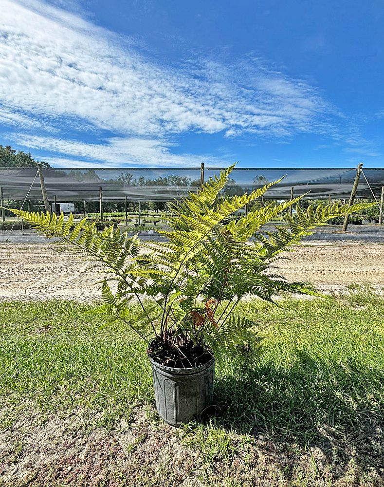 dryopteris-erythrosora-autumn-fern-japanese-wood-fern