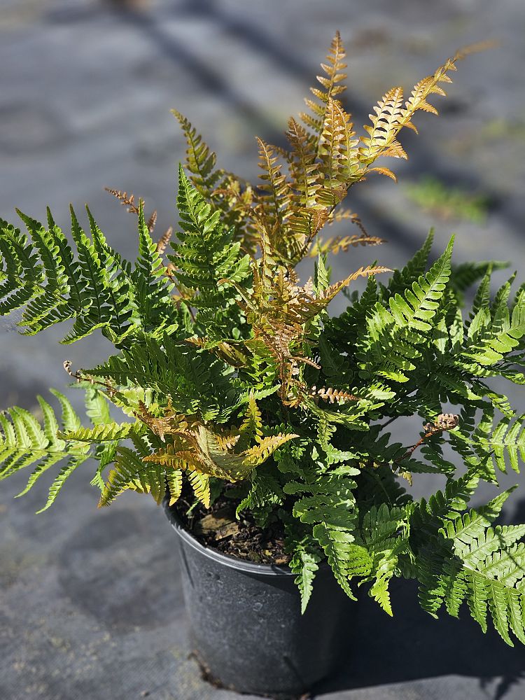 dryopteris-erythrosora-brilliance-autumn-fern
