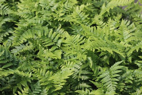 dryopteris-ludoviciana-southern-wood-fern-florida-shield-fern