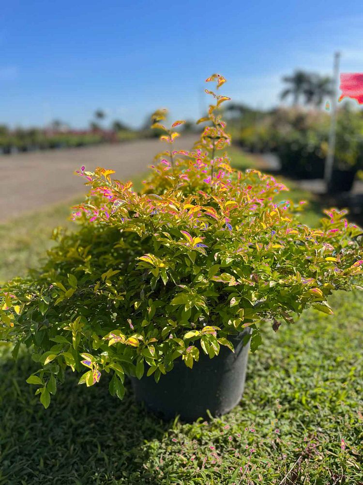 duranta-erecta-gold-mound-golden-dewdrop-duranta-repens