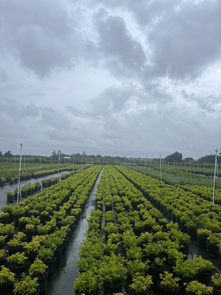 duranta-erecta-gold-mound-golden-dewdrop-duranta-repens