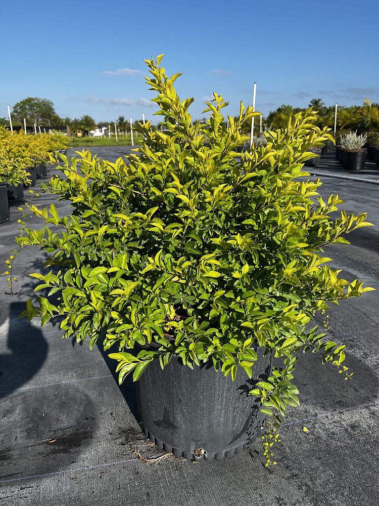 duranta-erecta-gold-mound-golden-dewdrop-duranta-repens