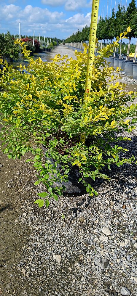 duranta-erecta-gold-mound-golden-dewdrop-duranta-repens