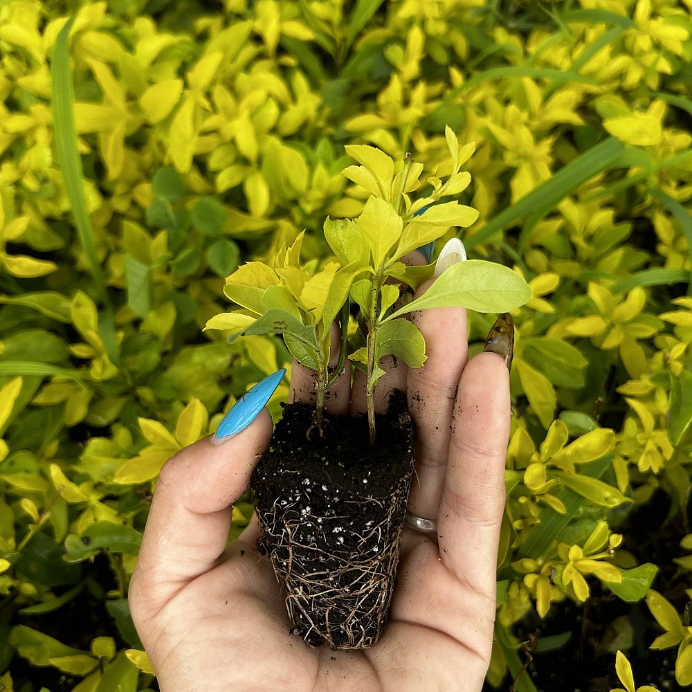 duranta-erecta-gold-mound-golden-dewdrop-duranta-repens