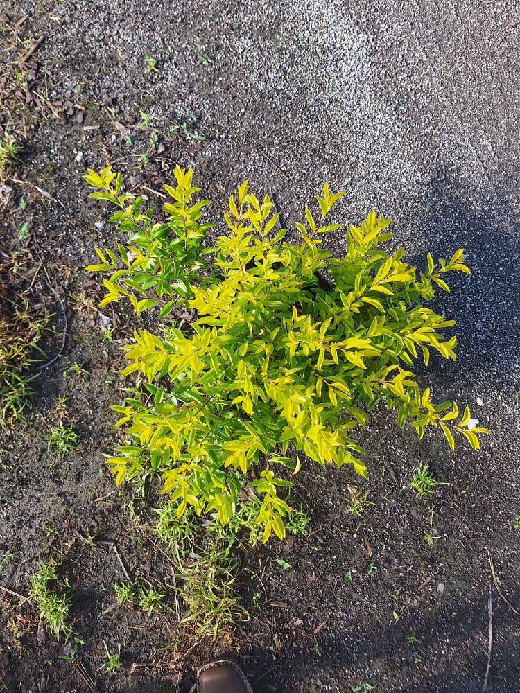 duranta-erecta-gold-mound-golden-dewdrop-duranta-repens