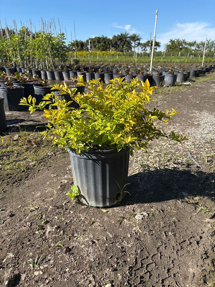 duranta-erecta-gold-mound-golden-dewdrop-duranta-repens