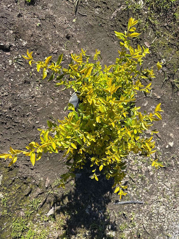 duranta-erecta-gold-mound-golden-dewdrop-duranta-repens