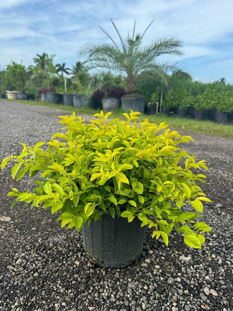 duranta-erecta-gold-mound-golden-dewdrop-duranta-repens