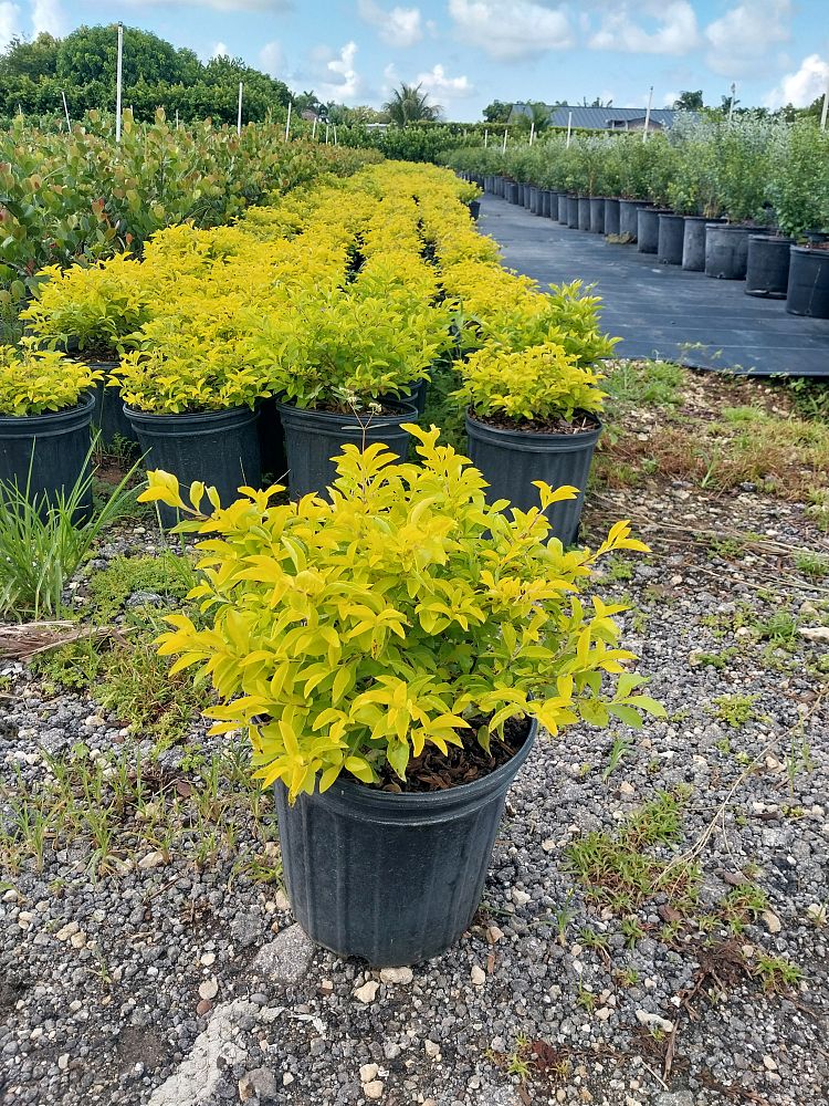 duranta-erecta-gold-mound-golden-dewdrop-duranta-repens