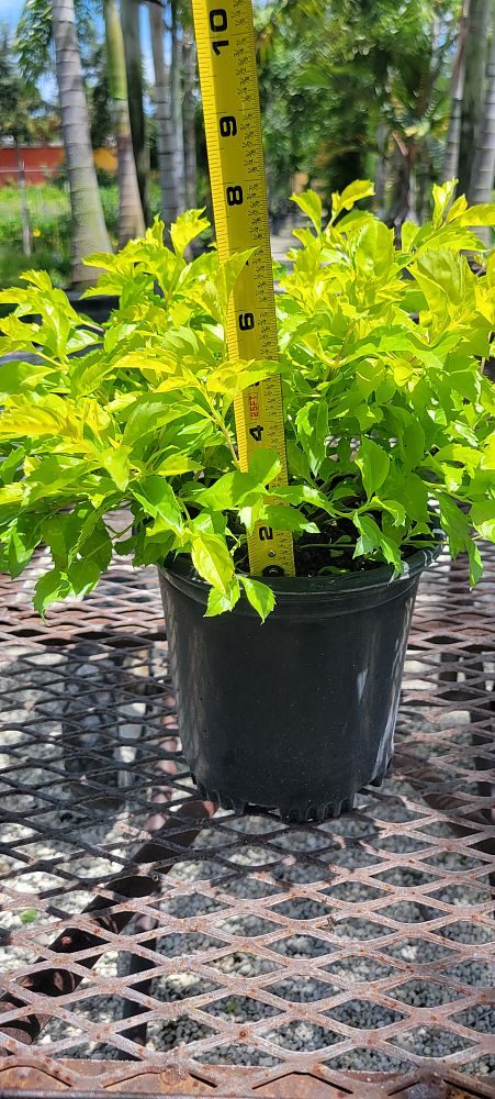 duranta-erecta-gold-mound-golden-dewdrop-duranta-repens