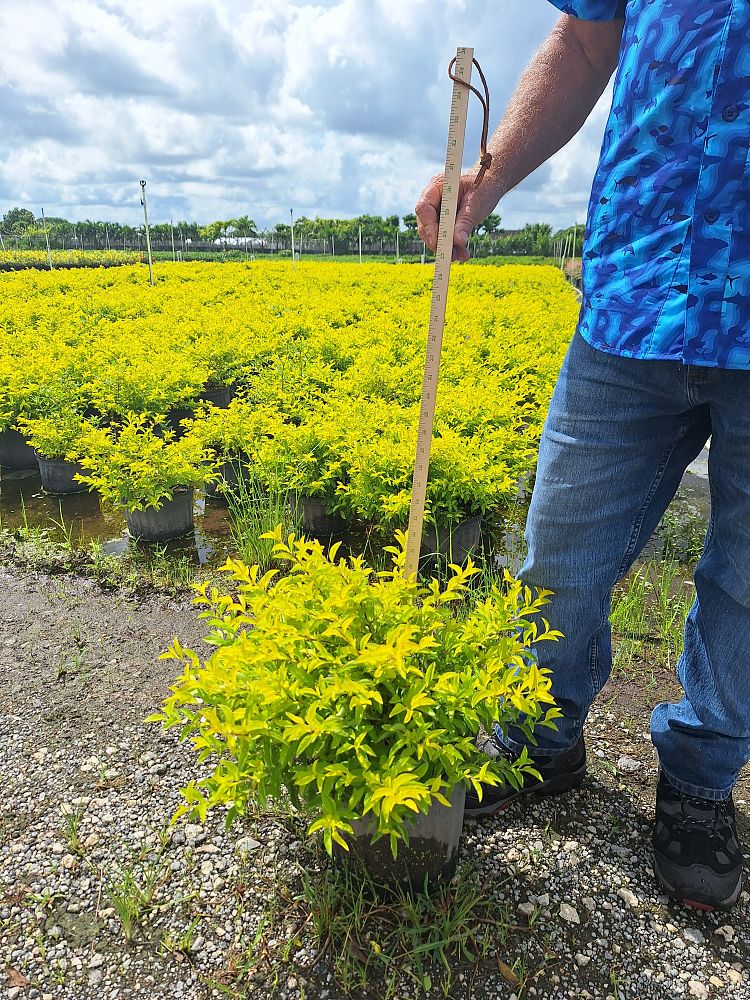 duranta-erecta-gold-mound-golden-dewdrop-duranta-repens