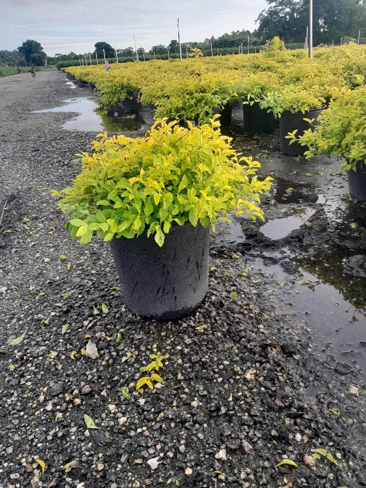 duranta-erecta-gold-mound-golden-dewdrop-duranta-repens