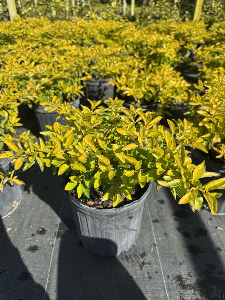 duranta-erecta-gold-mound-golden-dewdrop-duranta-repens