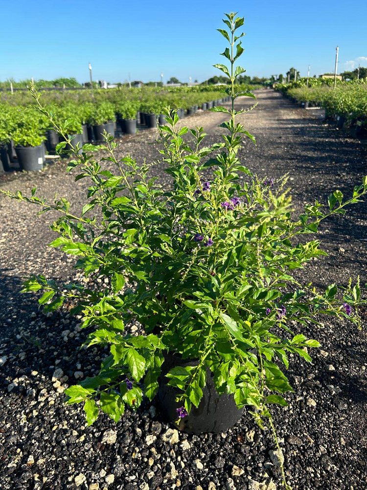 duranta-erecta-sapphire-showers-golden-dewdrop-duranta-repens-pigeon-berry-skyflower