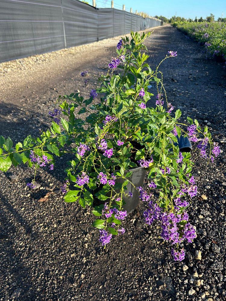 duranta-erecta-sapphire-showers-golden-dewdrop-duranta-repens-pigeon-berry-skyflower