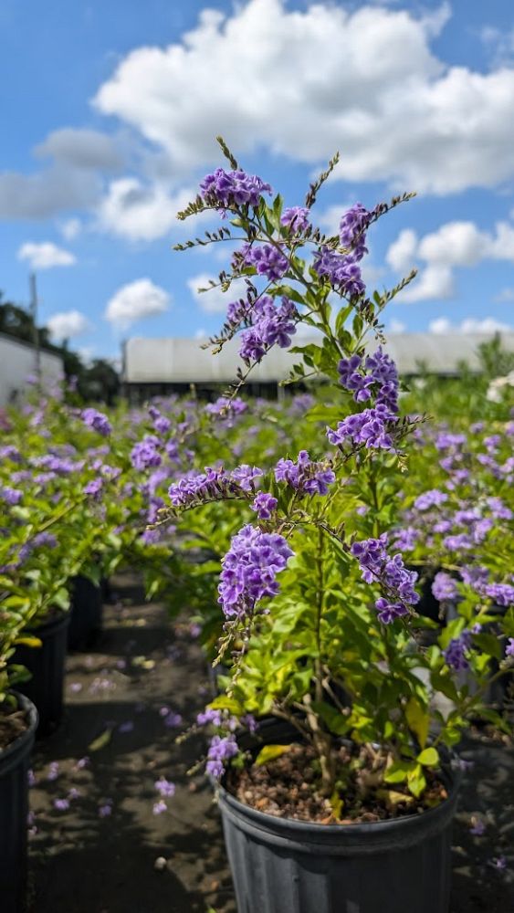 duranta-erecta-sapphire-showers-golden-dewdrop-duranta-repens-pigeon-berry-skyflower