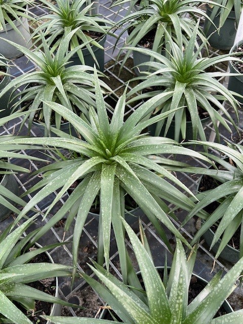 dyckia-naked-lady-bromeliad