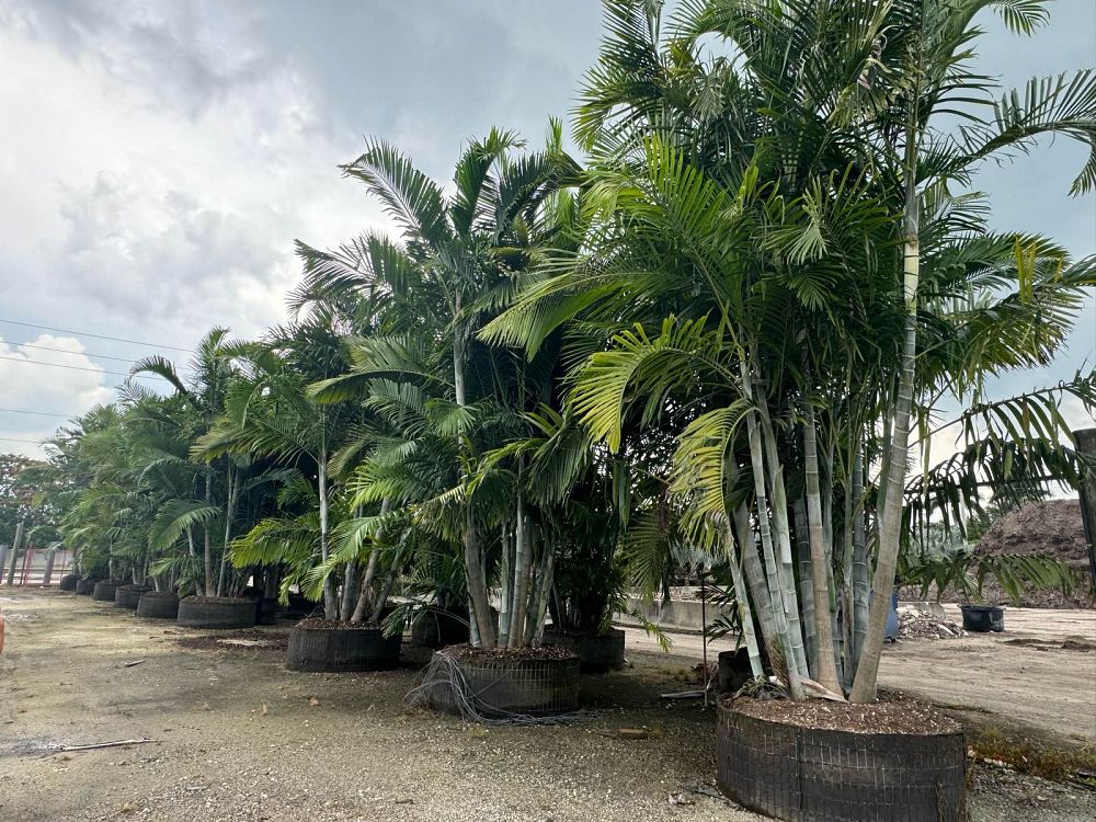 dypsis-cabadae-cabada-palm