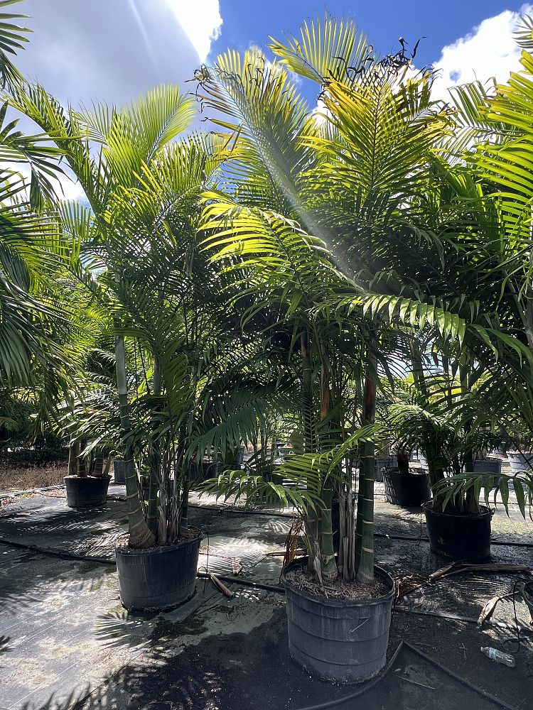 dypsis-cabadae-cabada-palm