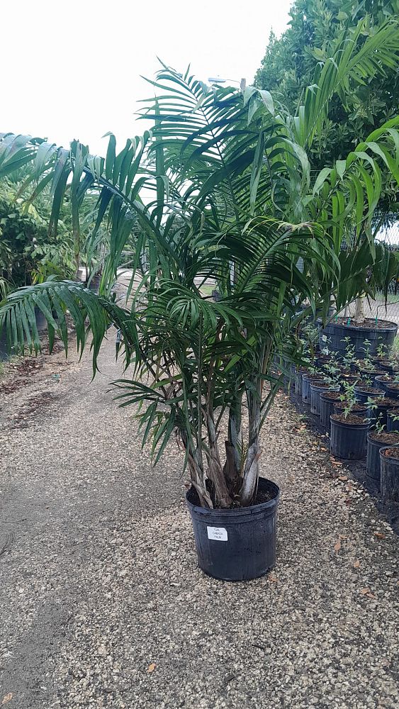 dypsis-cabadae-cabada-palm