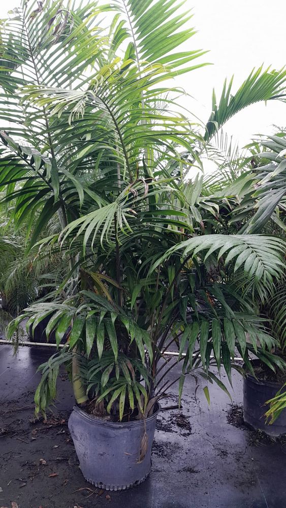 dypsis-cabadae-cabada-palm