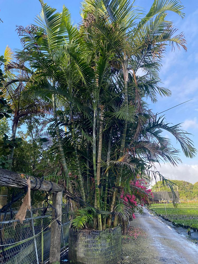 dypsis-cabadae-cabada-palm