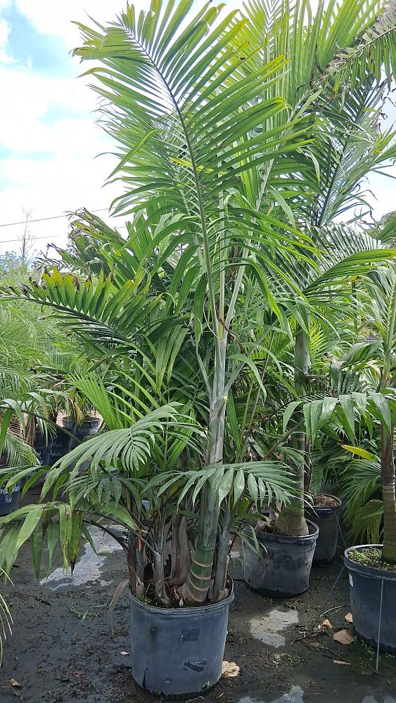 dypsis-cabadae-cabada-palm