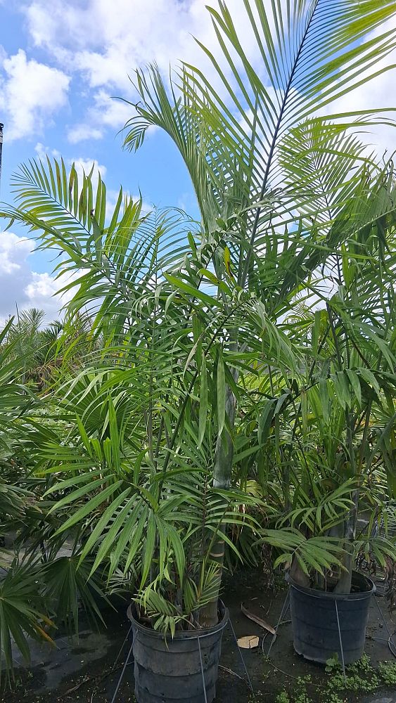 dypsis-cabadae-cabada-palm