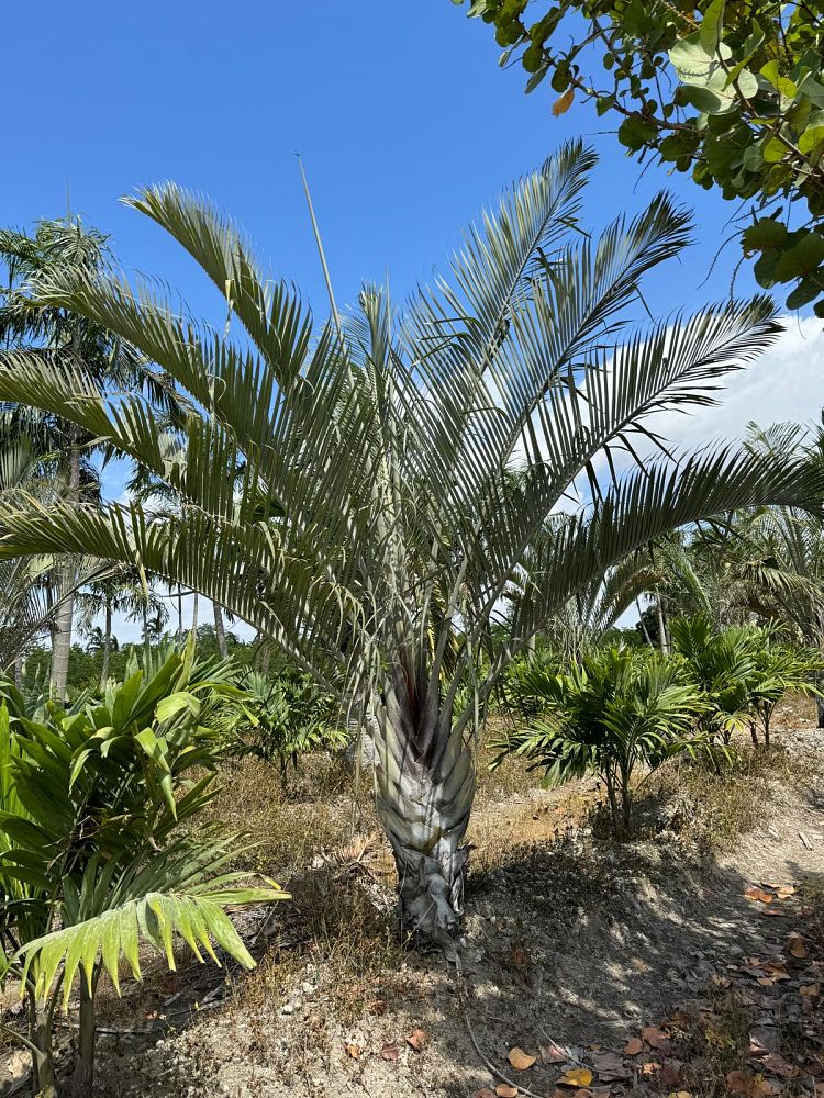 dypsis-decaryi-triangle-palm