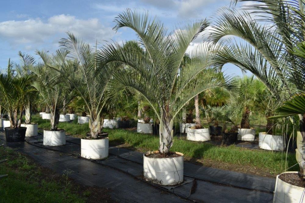 dypsis-decaryi-triangle-palm