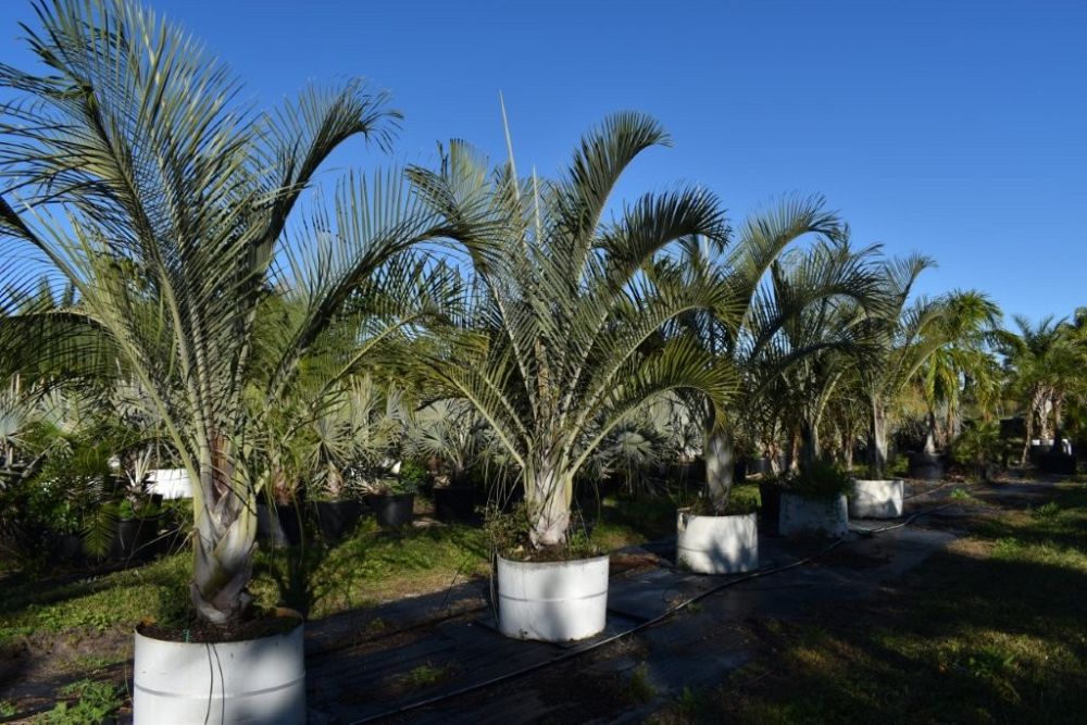 dypsis-decaryi-triangle-palm