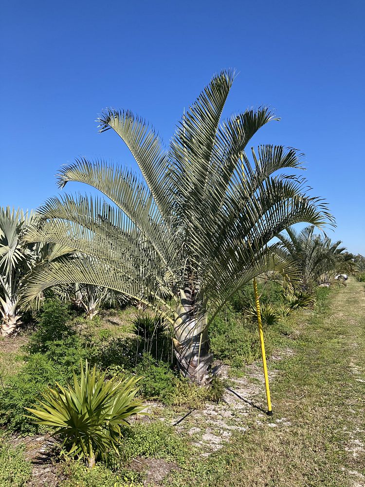 dypsis-decaryi-triangle-palm