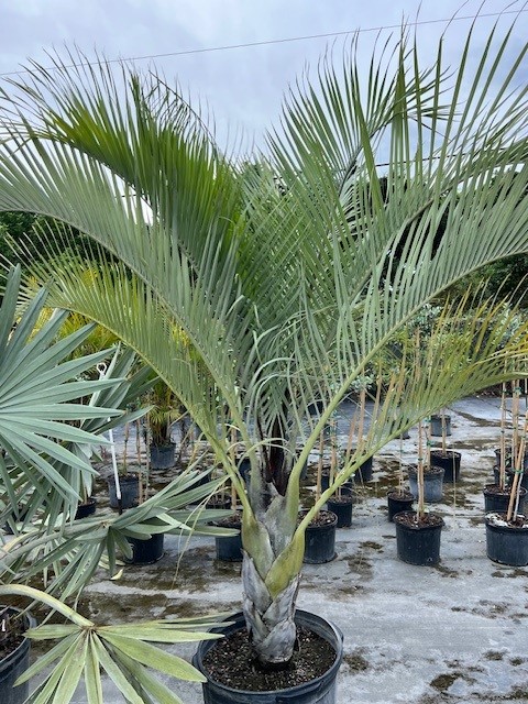 dypsis-decaryi-triangle-palm