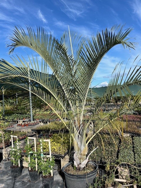 dypsis-decaryi-triangle-palm