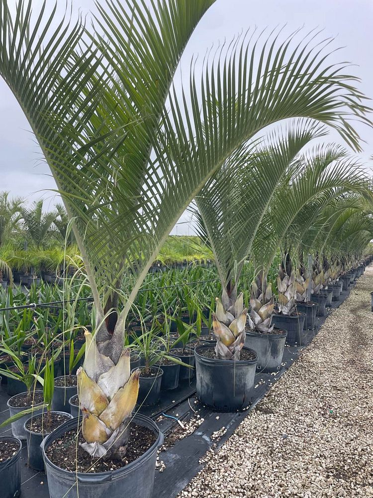 dypsis-decaryi-triangle-palm