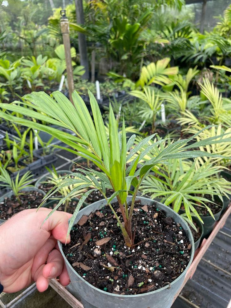 dypsis-lastelliana-teddy-bear-palm