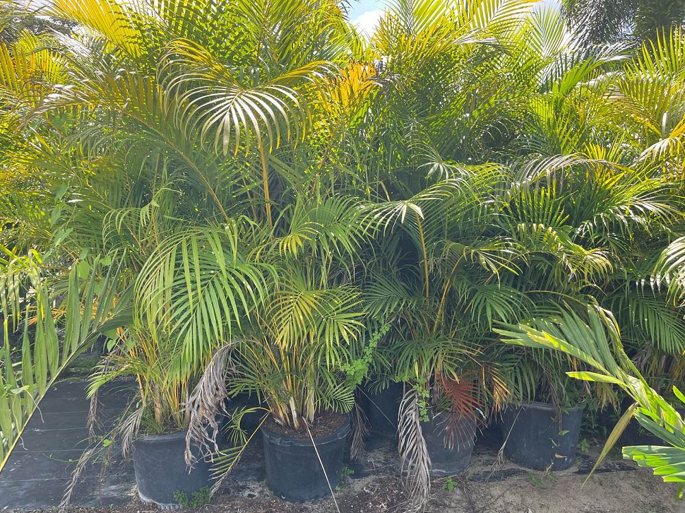 dypsis-lutescens-areca-palm