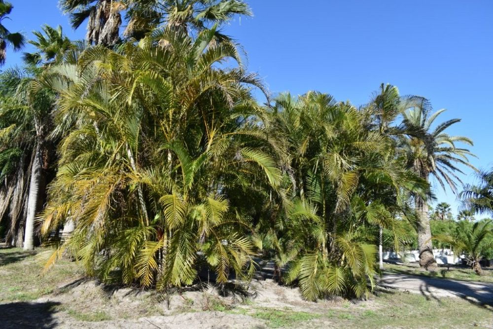 dypsis-lutescens-areca-palm