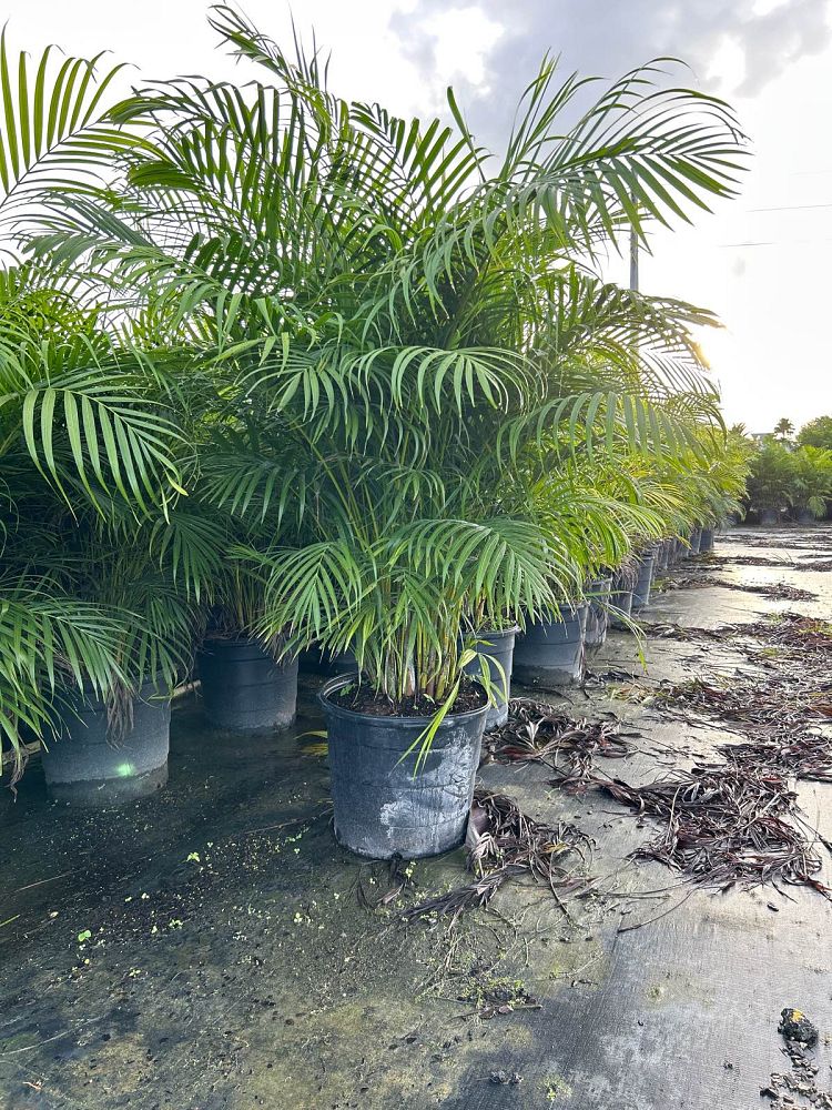 dypsis-lutescens-areca-palm