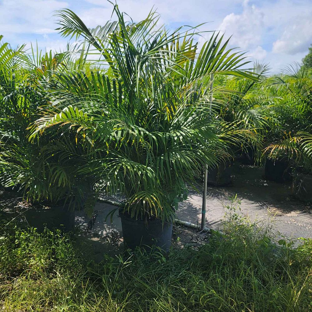 dypsis-lutescens-areca-palm