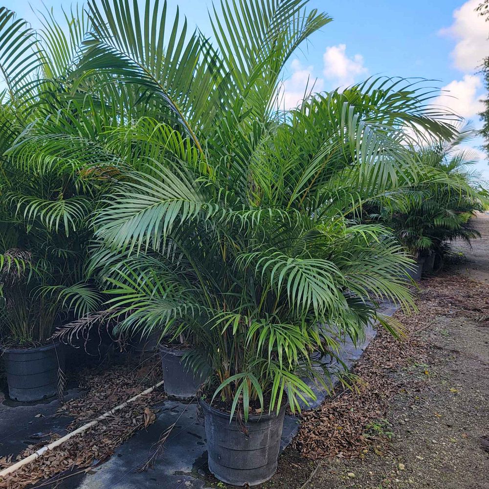 dypsis-lutescens-areca-palm