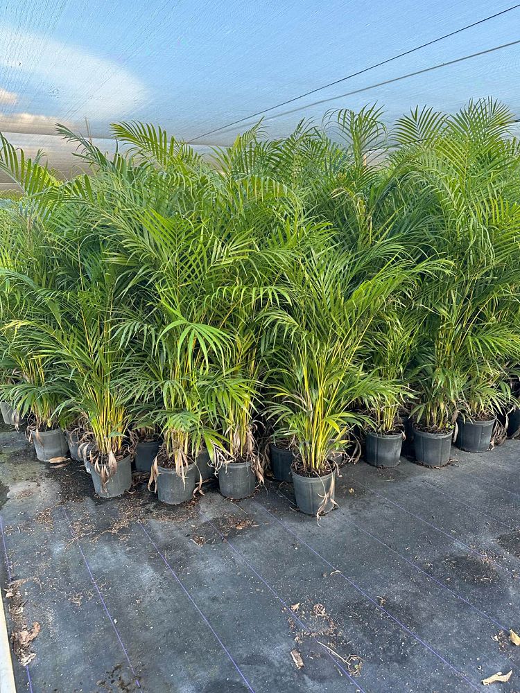 dypsis-lutescens-areca-palm