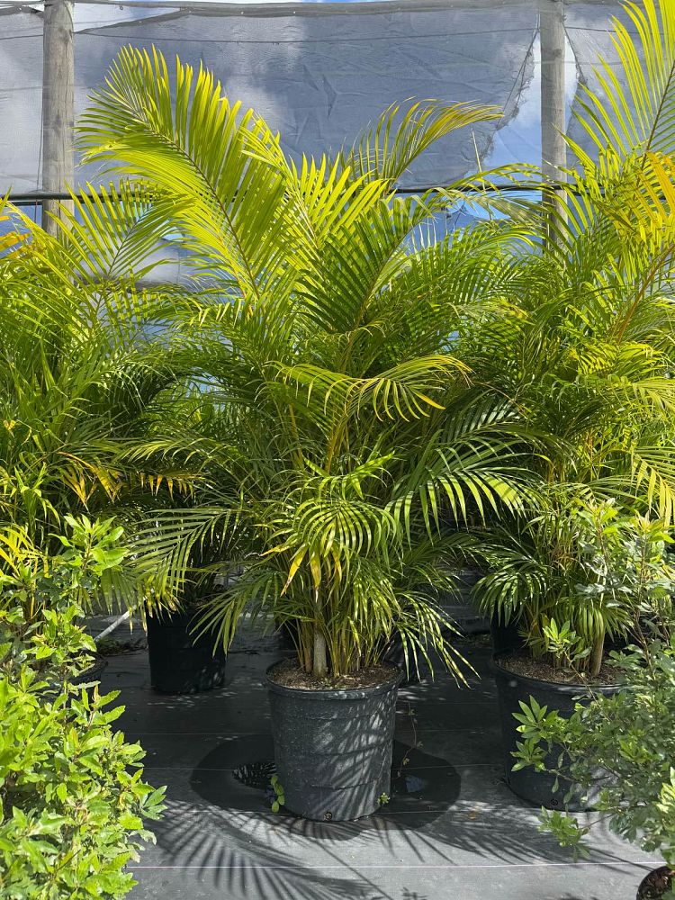 dypsis-lutescens-areca-palm