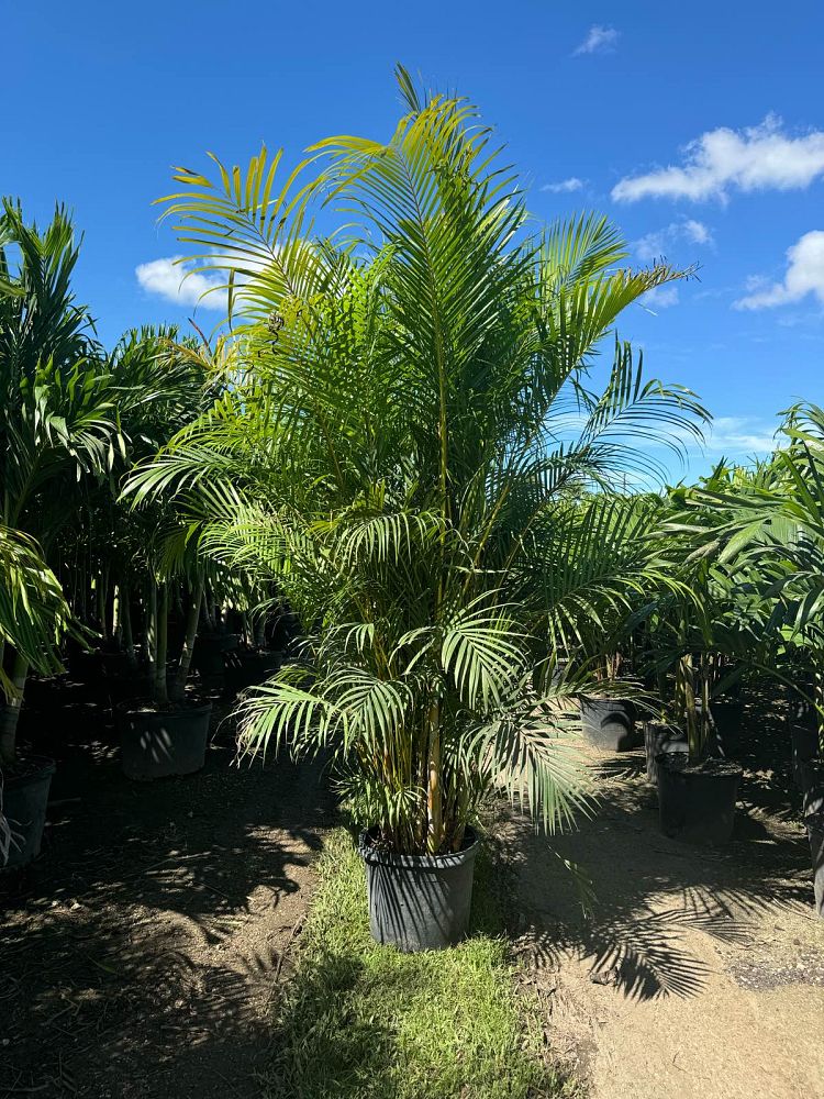 dypsis-lutescens-areca-palm