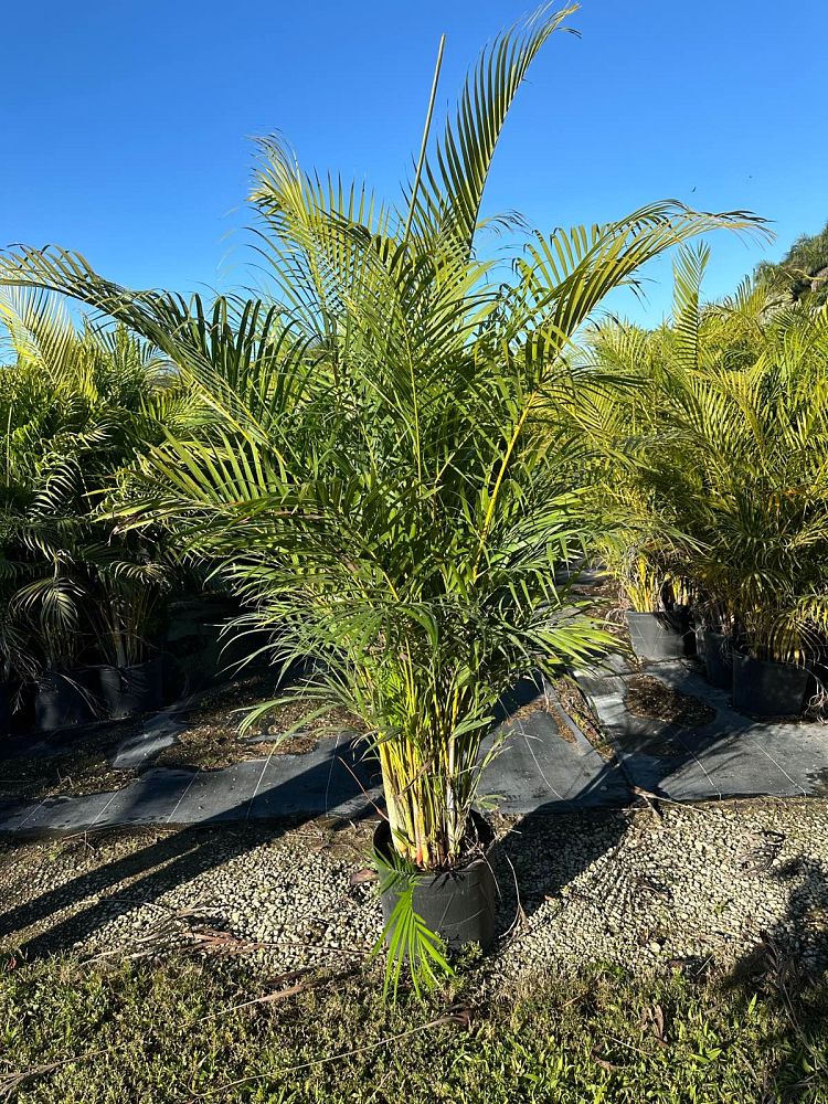 dypsis-lutescens-areca-palm