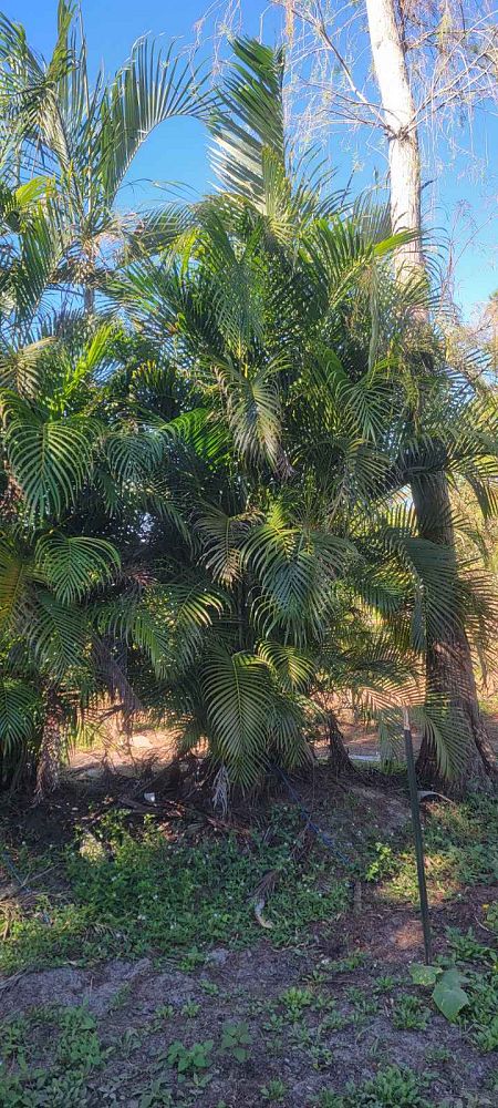 dypsis-lutescens-areca-palm