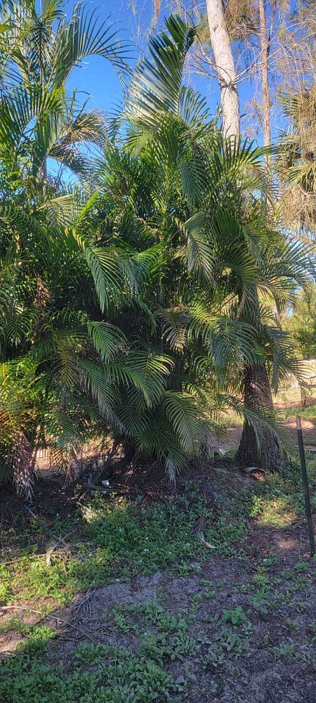 dypsis-lutescens-areca-palm